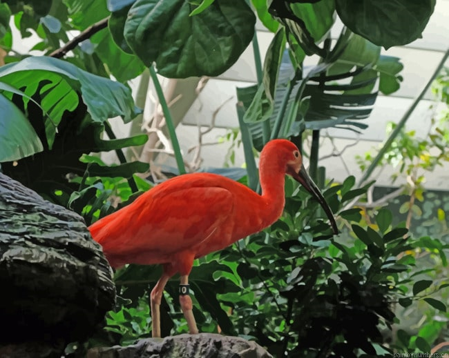 Tropical Flamingo Bird Painting By Numberss.png