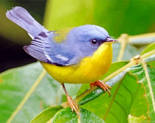 Tropical Parula Painting By Numbers.png