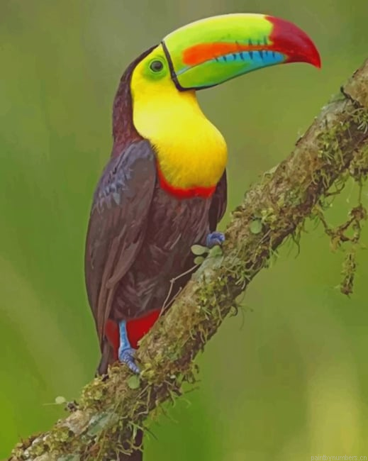 Tropical Toucan Bird Painting By Numberss.png