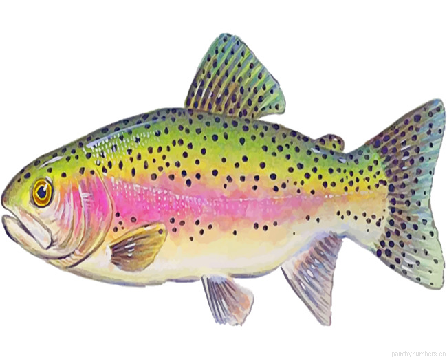Trout Illustration Painting By Numbers.png