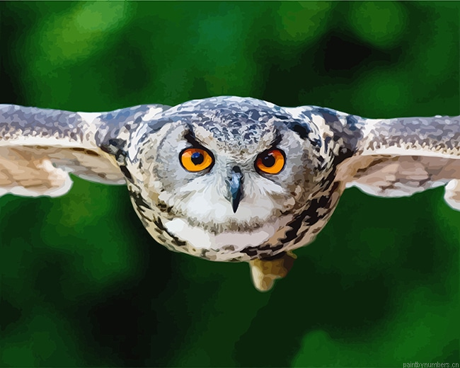 True Owl Birds Painting By Numberss.png
