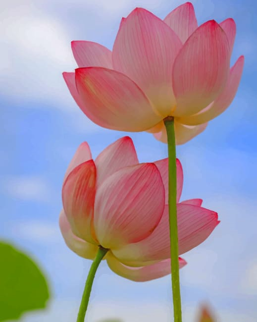 Tulip Flowers Painting By Numberss.png