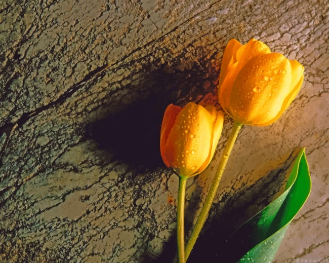 Tulip Flowers With Wet Drops Painting By Numberss.png