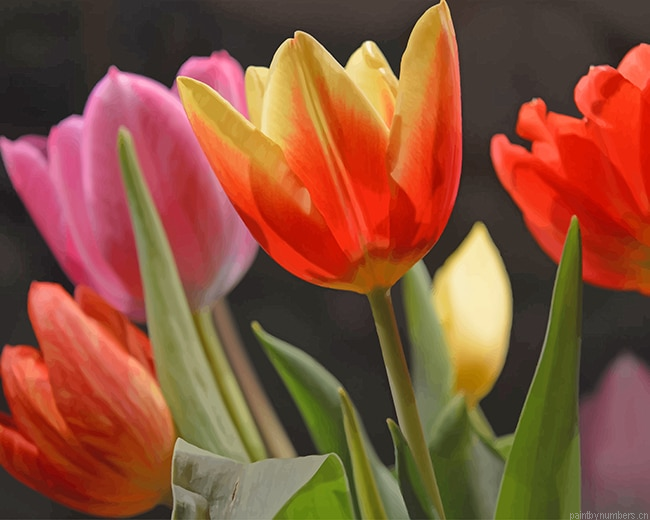 Tulips Flowers Painting By Numberss.png