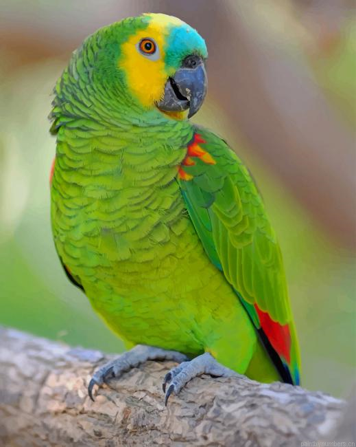 Turquoise Fronted Amazon Birds Painting By Numberss.png