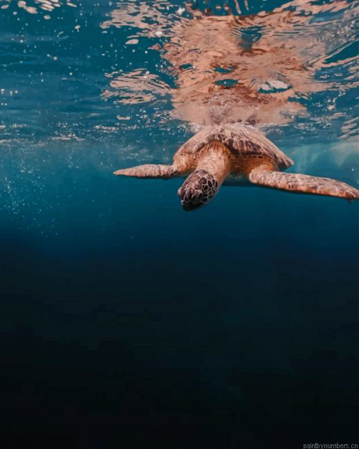 Turtle In Deep Ocean Painting By Numberss.png