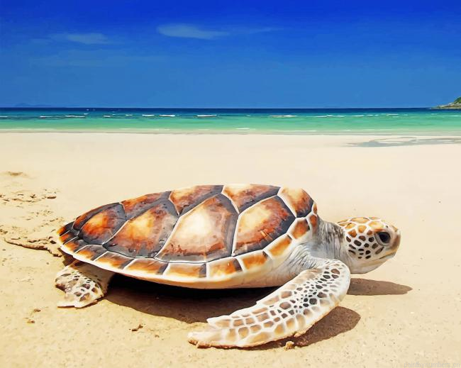 Turtle On The Beach Animals Painting By Numbers.png