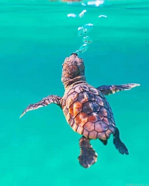 Turtle Swimming Animals Painting By Numberss.png