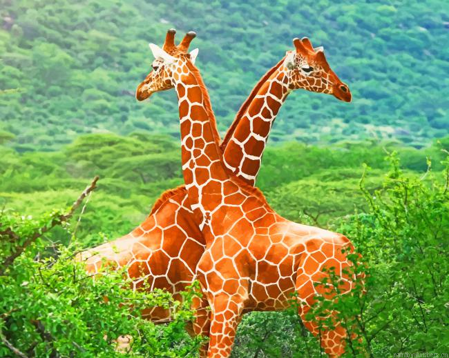 Twin Giraffes In Africa Animals Painting By Numberss.png