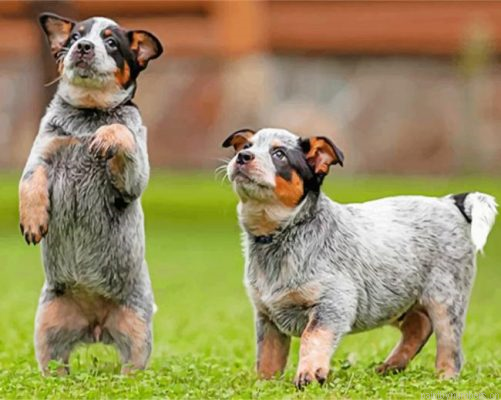 Two Blue Heeler Painting By Numbers.png