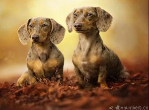 Two Dachshund Puppies Painting By Numberss.png