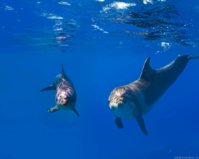 Two Dolphins In Ocean Animals Painting By Numberss.png