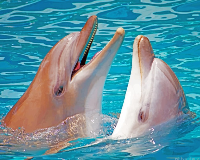 Two Dolphins In The Ocean Animals Painting By Numbers.png