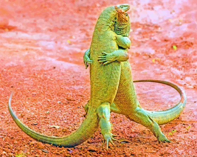 Two Komodo Dragons Animals Painting By Numberss.png