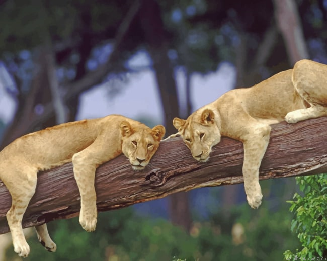 Two Lions On A Tree Animals Painting By Numberss.png