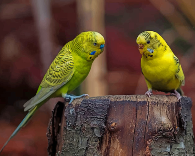 Two Yellow Budgie Birds Painting By Numberss.png
