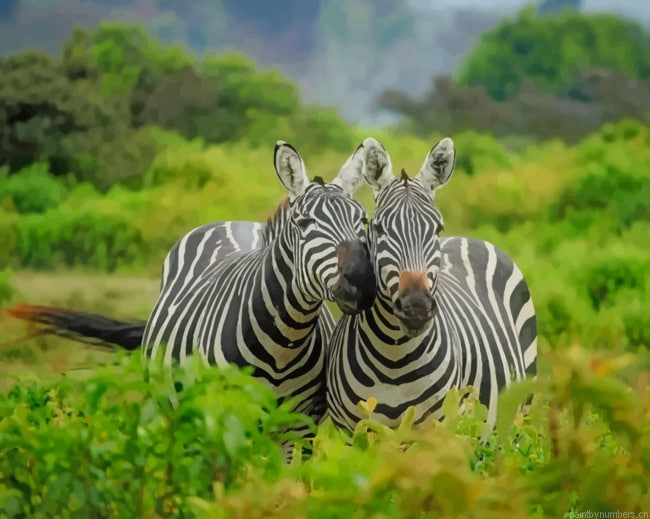Two Zebras Animals Painting By Numberss.png