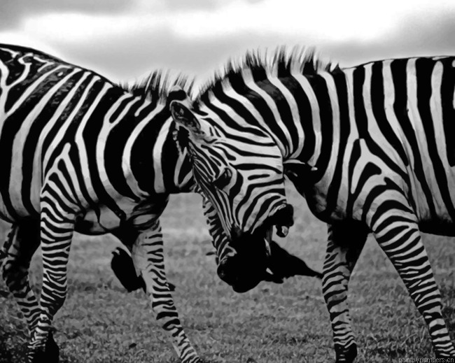 Two Zebras Clash Animals Painting By Numberss.png