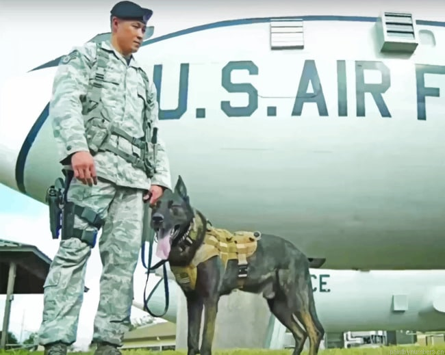 Us Air Force And A Dog Armies Painting By Numbers.png