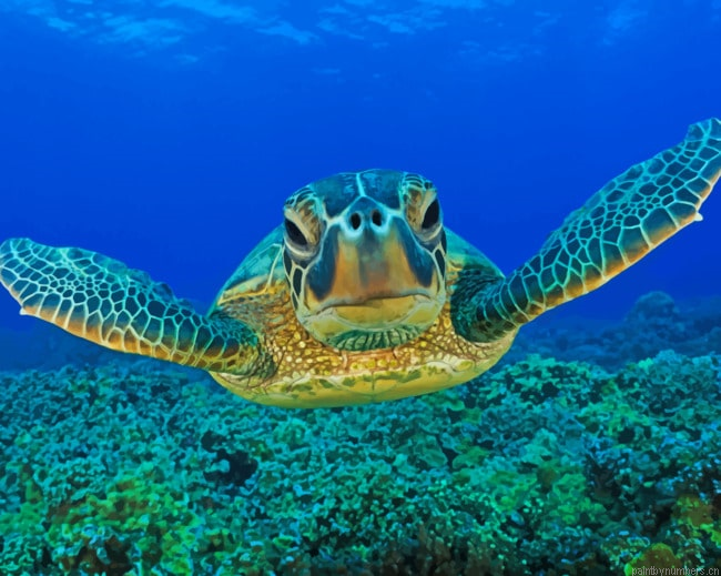 Under Water Swimming Turtle Animals Painting By Numberss.png
