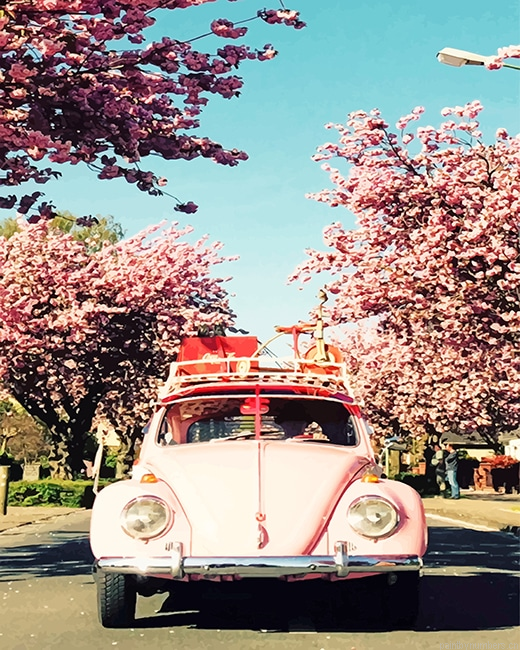 Vw Beetle And Cherry Blossom Painting By Numbers.png