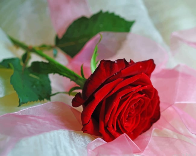 Valentine Rose Flowers Painting By Numberss.png