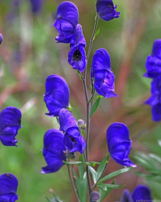Velvet Aconite Flowers Painting By Numberss.png