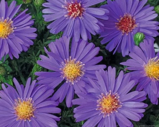 Velvet Aster Flowers Painting By Numberss.png