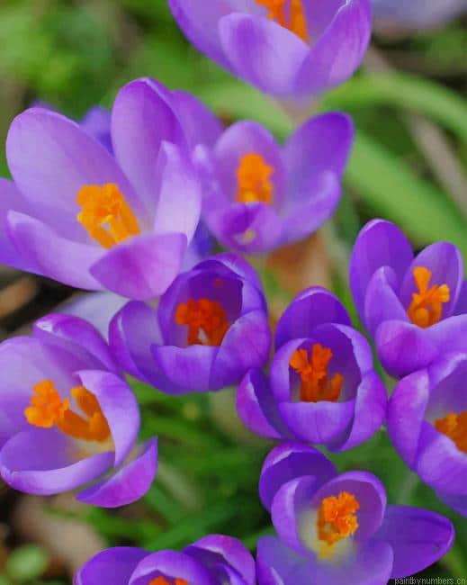 Velvet Flowers Painting By Numberss.png