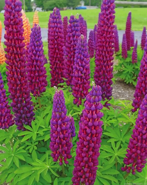 Velvet Lupine Flowers Painting By Numberss.png