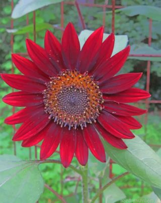 Velvet Sunflower Painting By Numbers.png