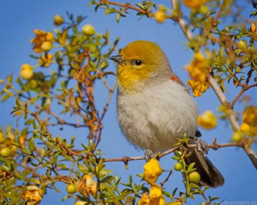 Verdin Desert Bird Painting By Numbers.png