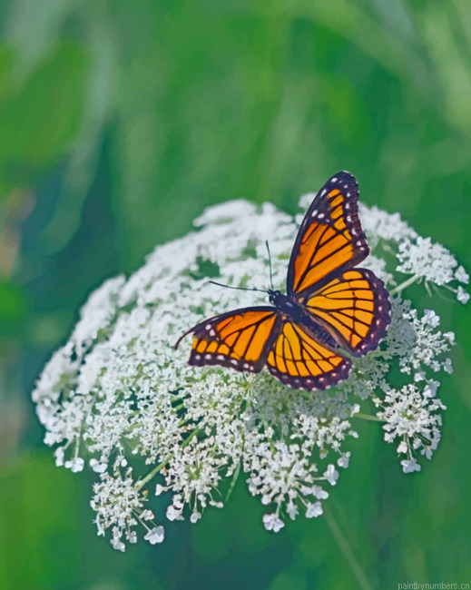 Viceroy Butterfly On A Flower Painting By Numbers.png