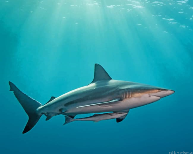 Vicious Shark In Ocean Animals Painting By Numberss.png