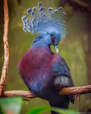 Victoria Crowned Pigeon Painting By Numbers.png