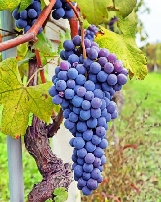 Vineyard Painting By Numbers.png