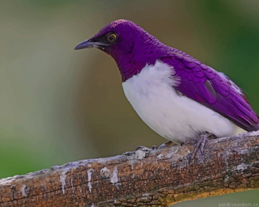 Violet Sturnus Bird Painting By Numberss.png