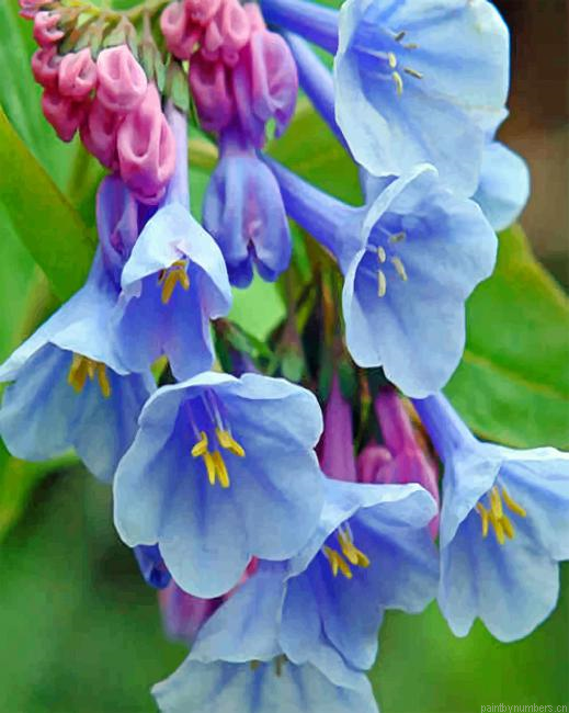 Virginia Bluebell Painting By Numbers.png