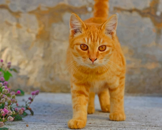 Walking Yellow Cat Animals Painting By Numberss.png