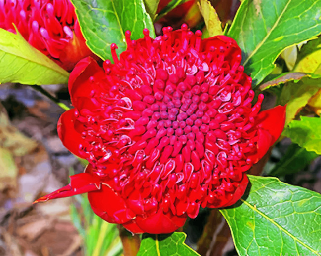 Waratah Telopea Speciosissima Painting By Numbers.png