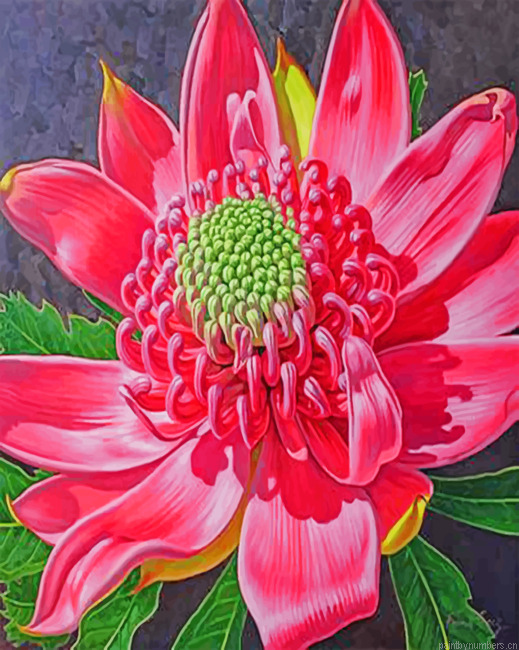Waratahs Native Australian Flower Painting By Numbers.png