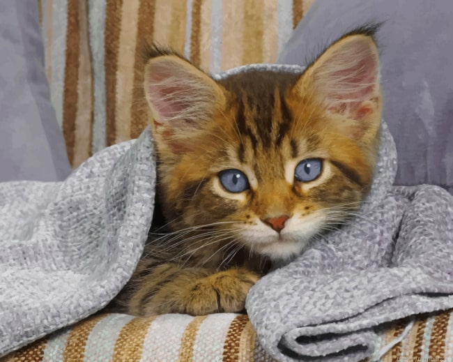 Warm Cute Cat Animals Painting By Numberss.png