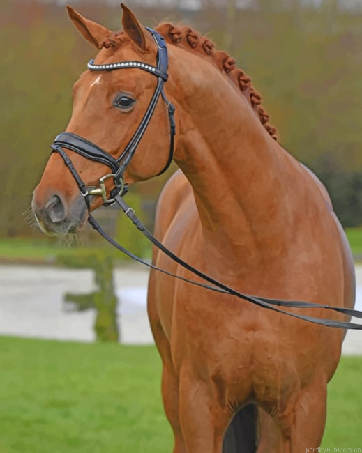 Warmblood Horse Animals Painting By Numberss.png