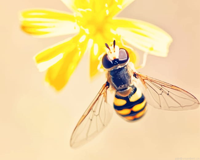 Wasp On Flower Insects Painting By Numbers.png