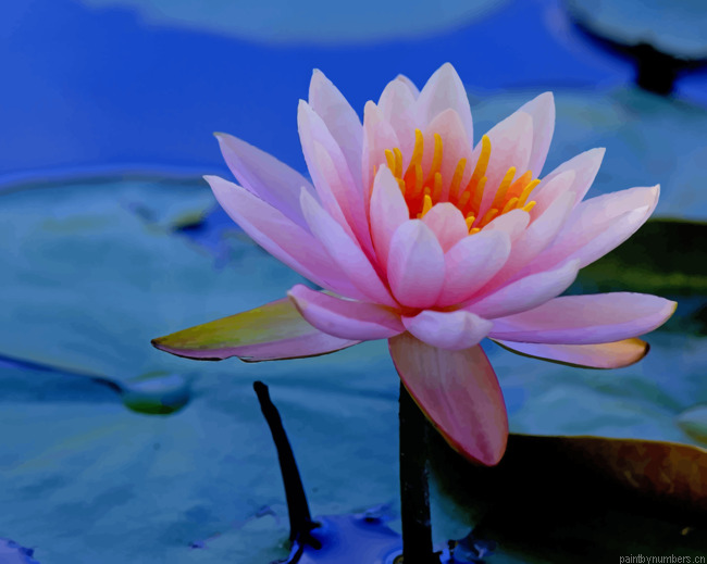 Water Lilies Flower Plants Painting By Numberss.png