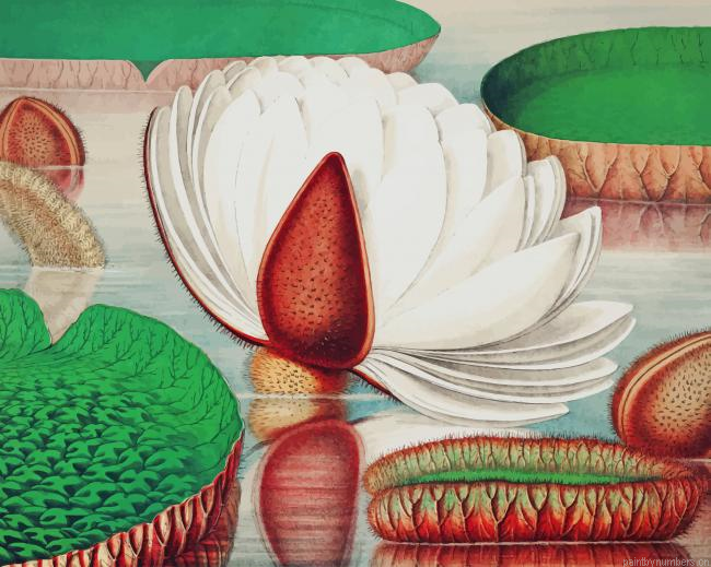 Water Lily Art Painting By Numberss.png