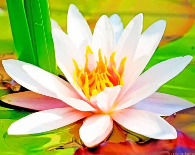 Water Lily Flower Painting By Numberss.png