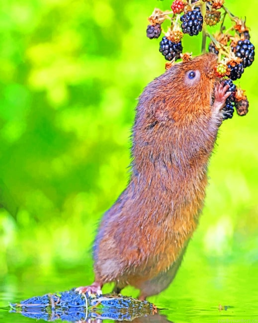 Water Rat Eating Blackberry Animals Painting By Numberss.png