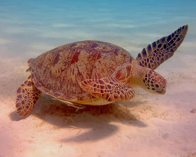Water Turtle In Fresh Water Painting By Numberss.png