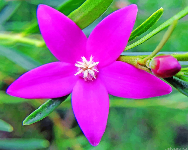 Waxflower Crowea Painting By Numbers.png